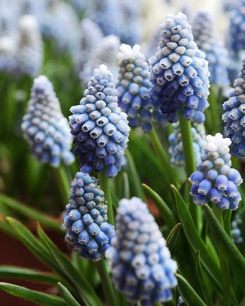 Muscari auch. ocean magic.jpg
